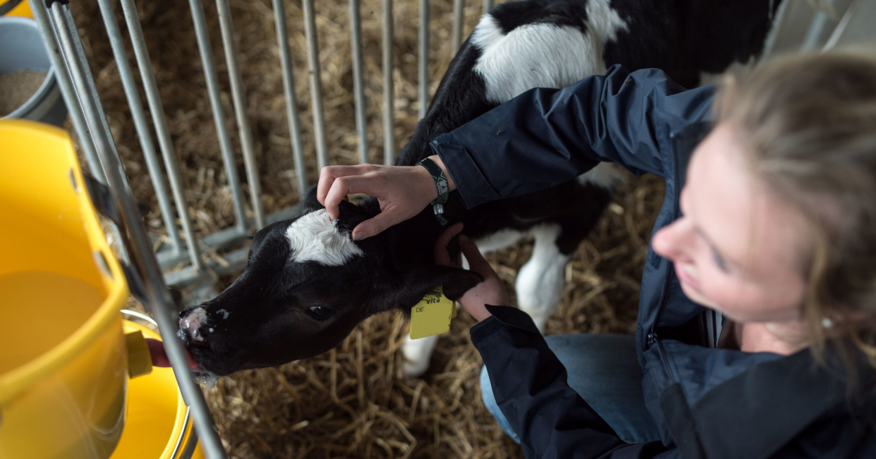 Kalb wird von Landwirtin ad-libitum-gefüttert