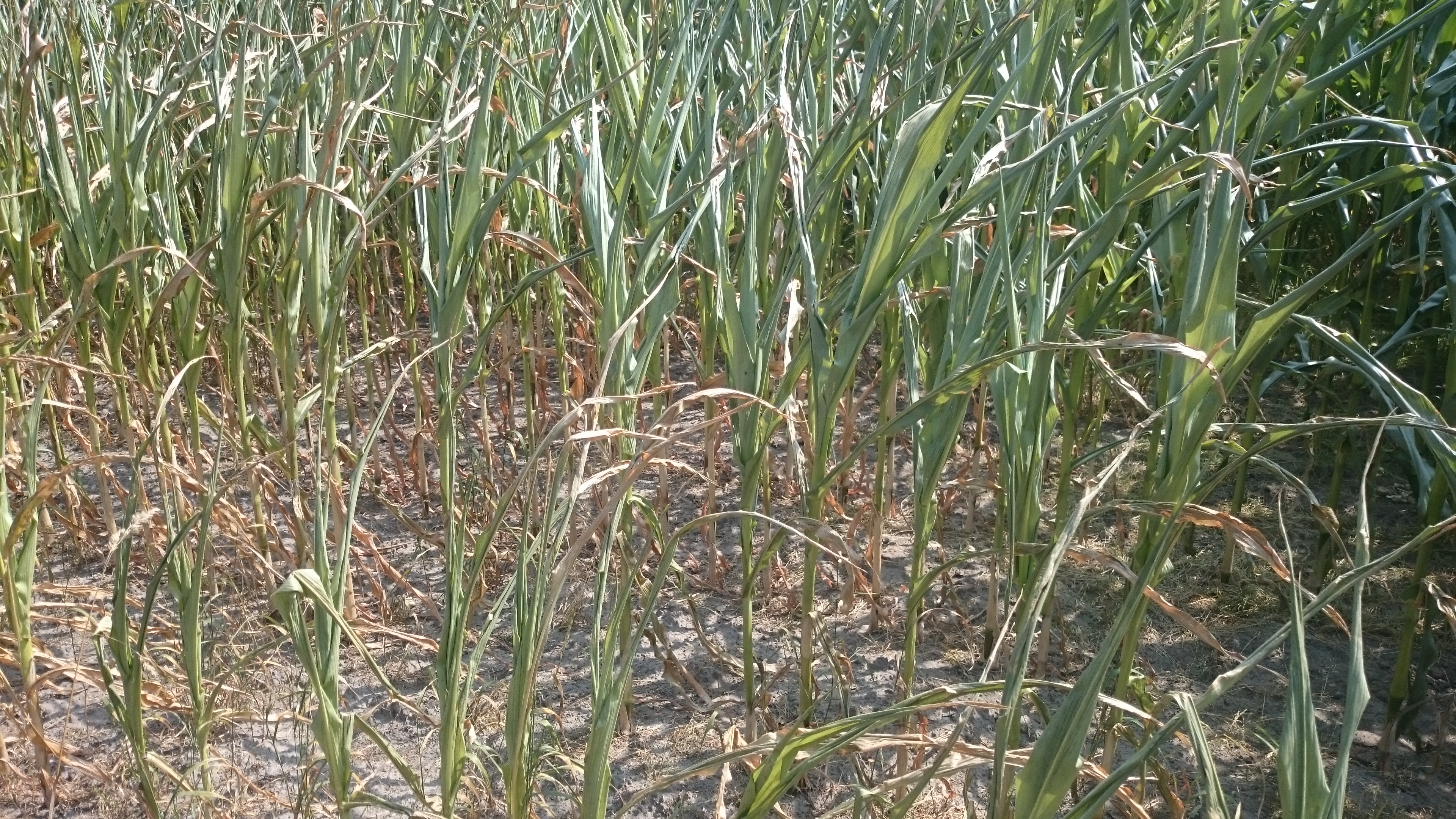 Trockenschäden an Mais auf dem Feld