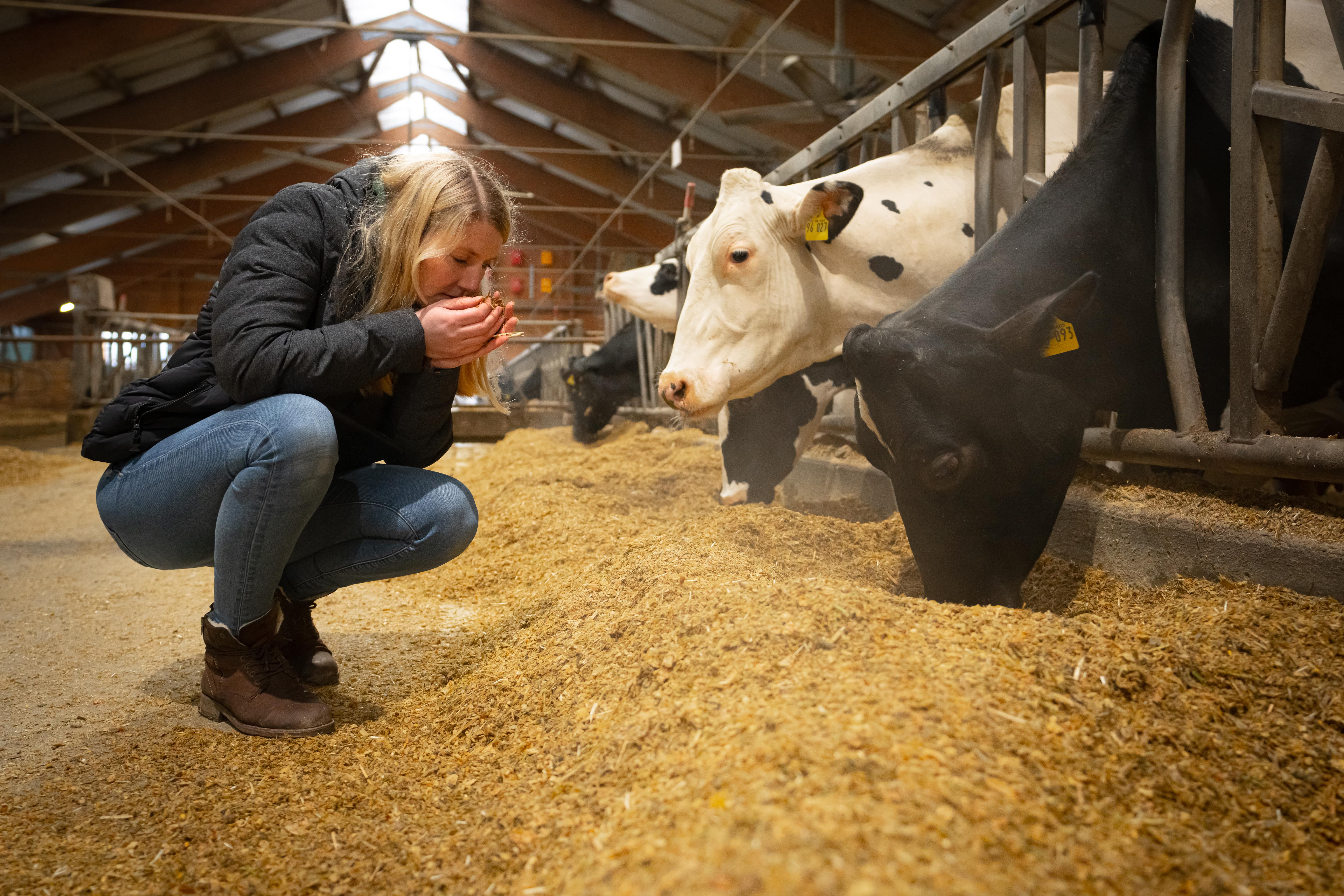 FarmCHAMPs Mitarbeiterin analysiert das Grundfutter im Kuhstall
