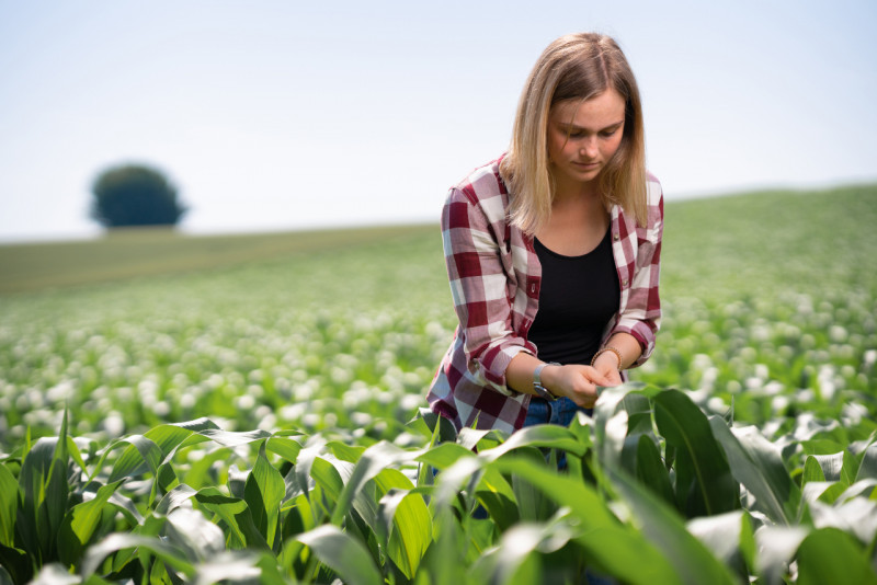 Landwirtin steht im Maisfeld und untersucht die noch jungen, grünen Pflanzen