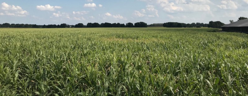 Ein großes Maisfeld.
