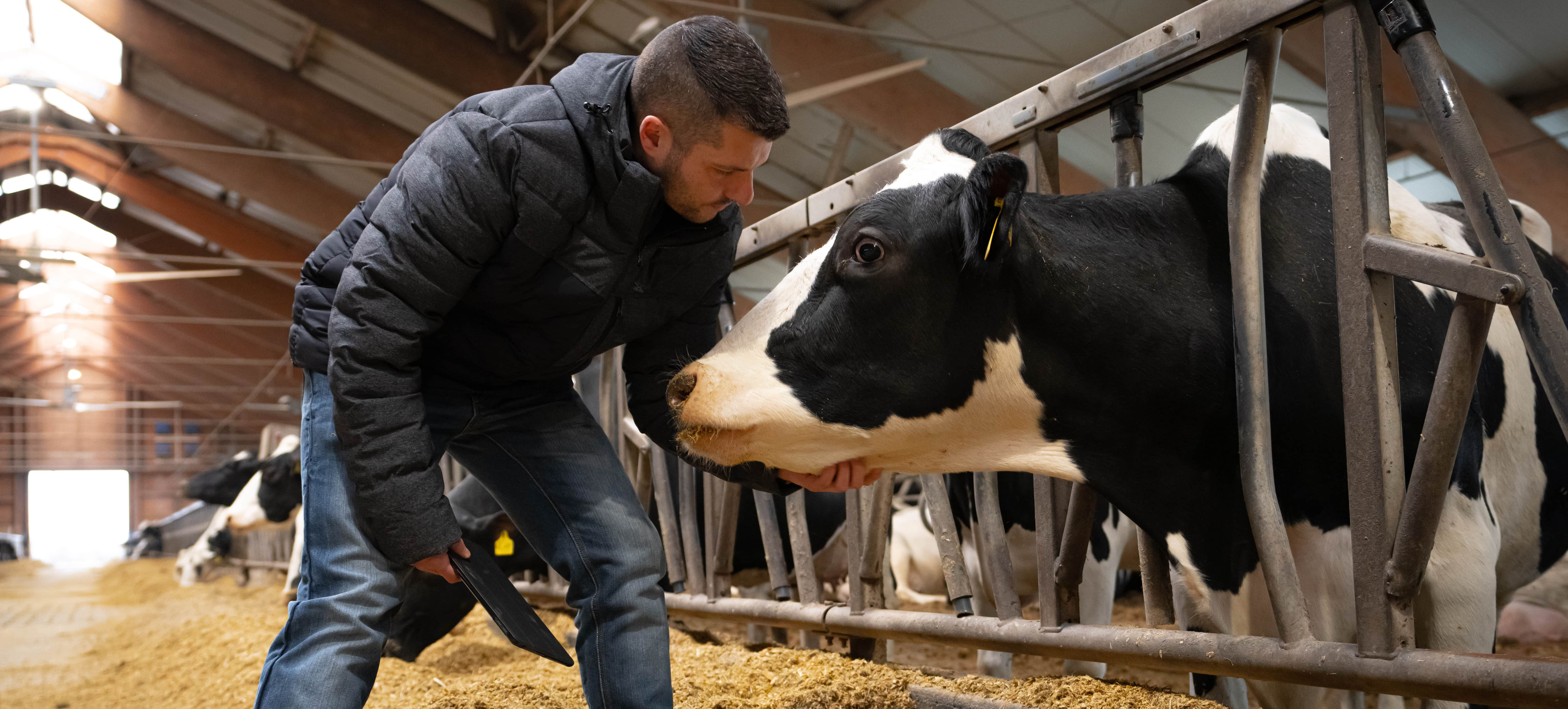 Mitarbeiter kontrolliert Gesundheit einer Kuh