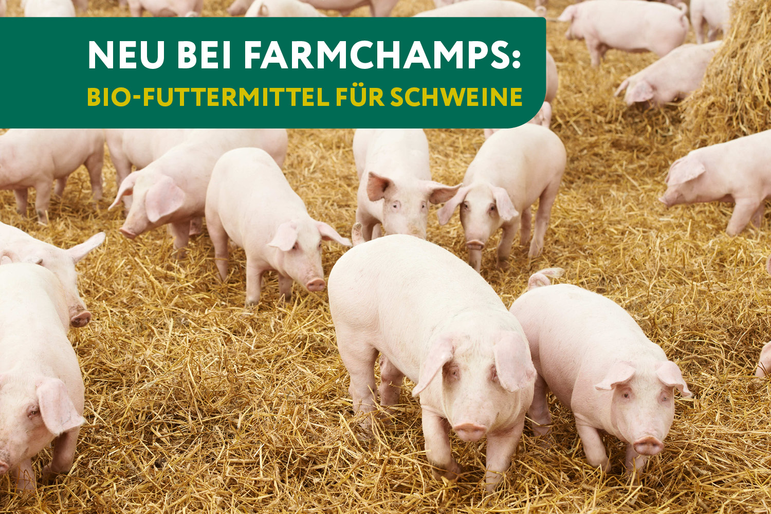 Bio Schweineprodukte auf FARMCHAMPS online kaufen