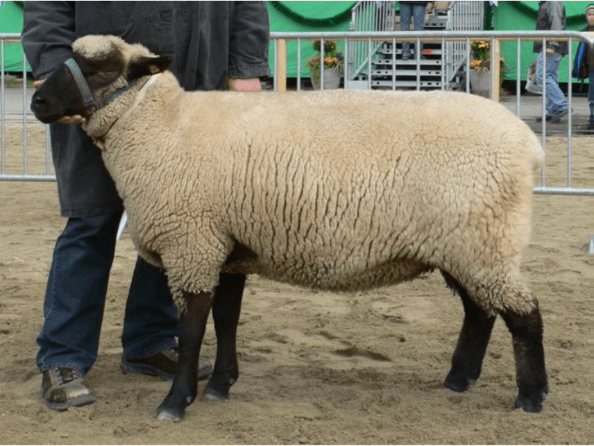 Schwarzköpfiges Fleischschaf