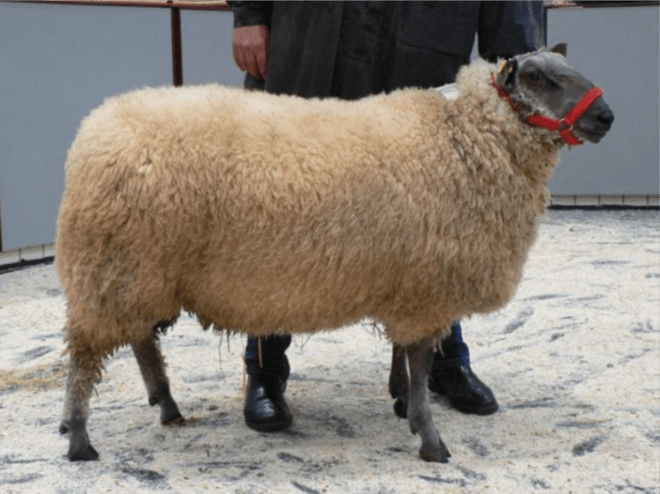 Blauköpfiges Fleischschaf