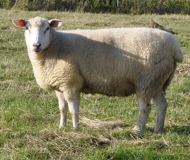 Weißköpfiges Fleischschaf