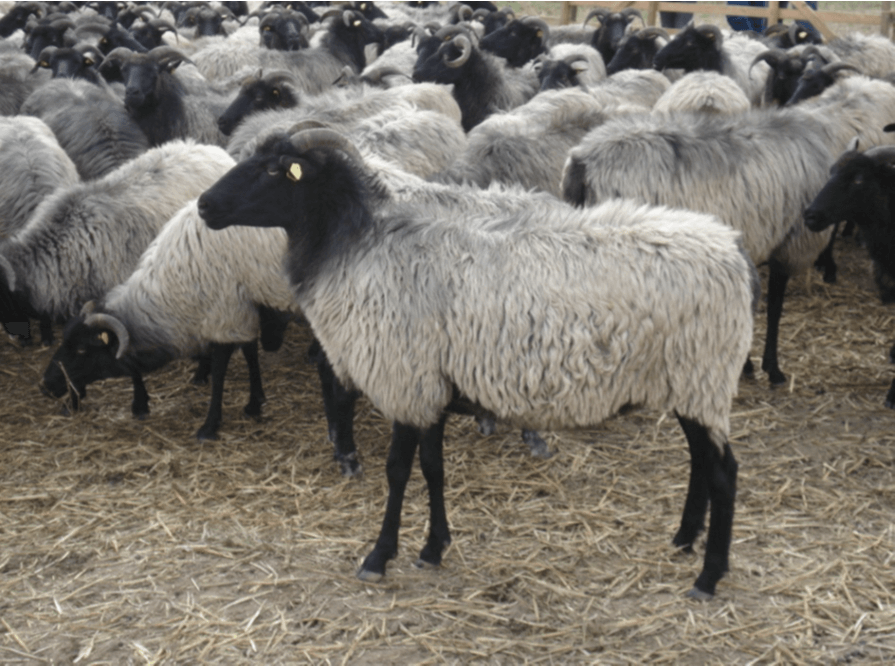 Graue gehörnte Heidschnucke