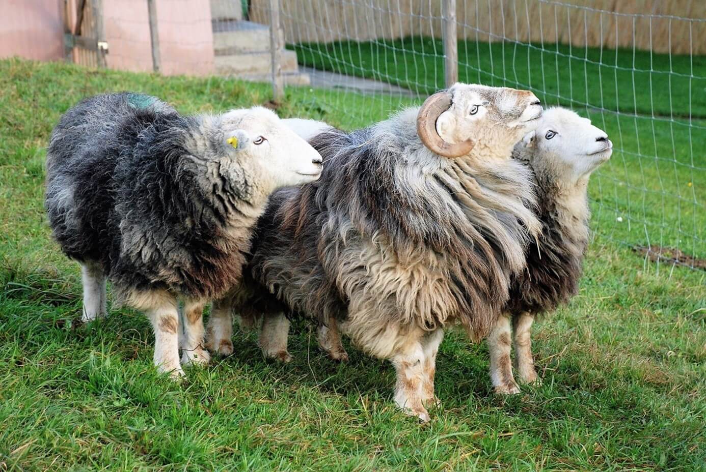 Herdwick