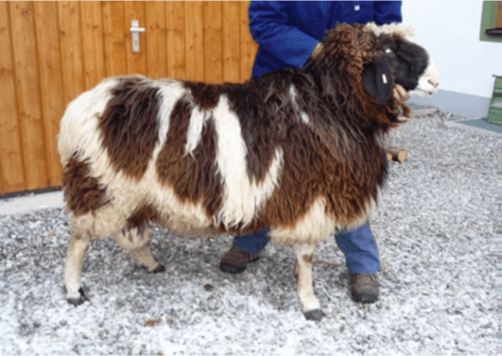 Geschecktes Bergschaf