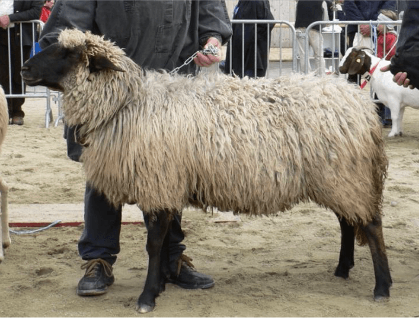 Alpines Steinschaf