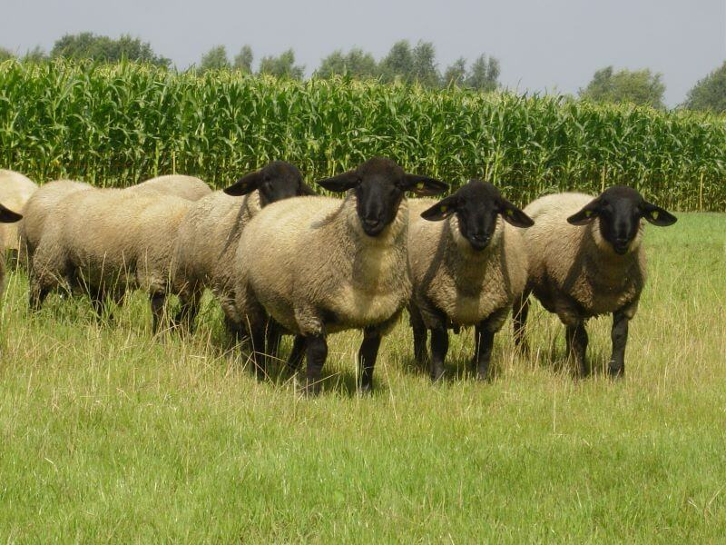 Schafe auf der Wiese