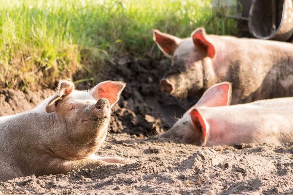 Schweine im Matsch